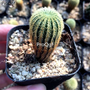 

Prodgf 2Pcs a set huangjin Frailea asterioides
