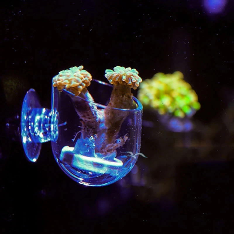 ミニアクリルサンゴ草植栽ポットアネモネコーラルおしゃぶりカップ水槽水植物赤ワーム供給カップ水族館deciration Decorations Aliexpress