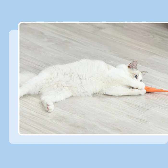 Cats Toothbrush Pet Molar Stick Silicone Teeth Cleaning Toy for Pets Toothbrush Toy 66CY