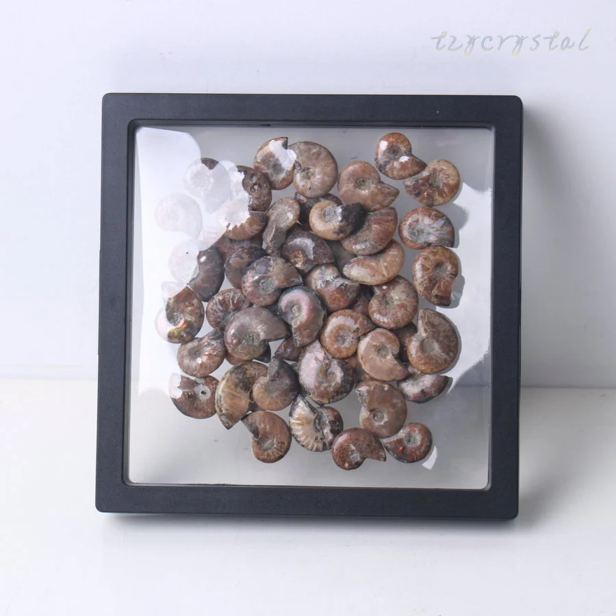 50 шт. оптовая продажа маленькая полированная красочная шкатулка Nautilus Fossil с