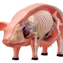 4D мастер Обучающие собранные игрушки животное биологический свиная кожа орган, анатомия медицина для обучения модель