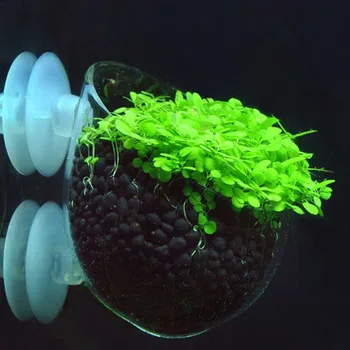 

Mini Aquarium Fish Tank Live Plant Cup Landscape Plants Cultivation Basin Cup Water Feeding Basin Decorations Ornaments