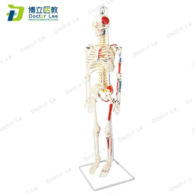 Modelo de esqueleto humano flexible de 85 cm con números para enseñanza ortopédica, modelos de columna vertebral para educación simplificado