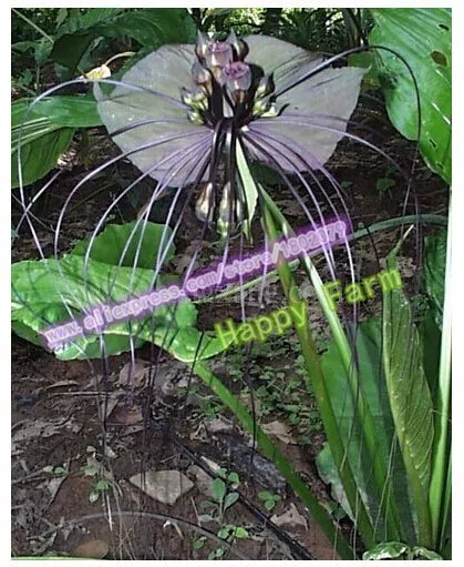 Горячая Распродажа Черный Тигр Орхидея цветы бонсай 150 шт редкий цветок Орхидея Флорес для сада и дома растения