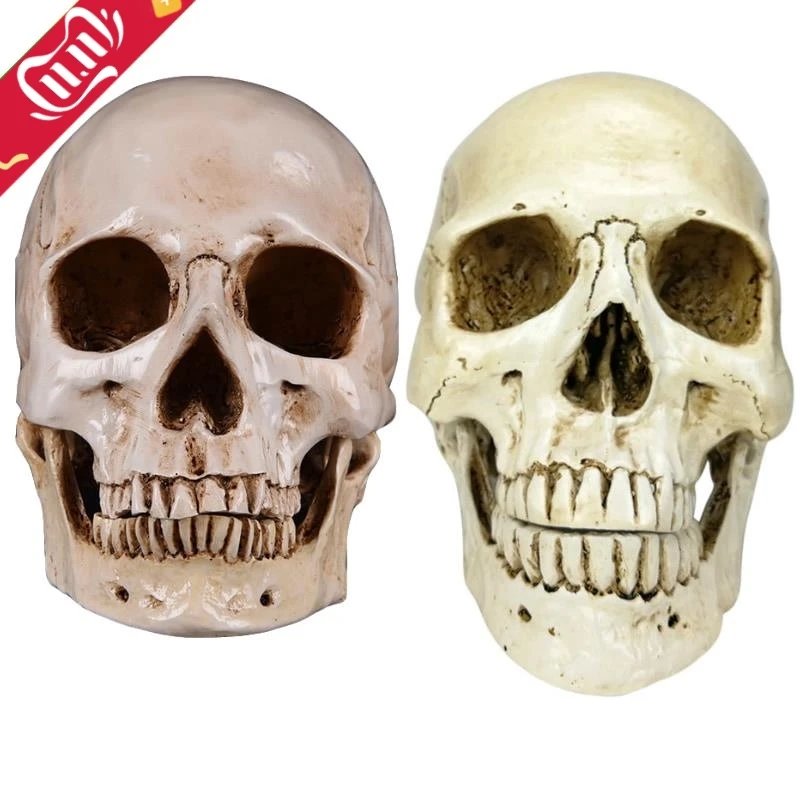 

1:1 Skull Human Head Resin Replica Lifesize Halloween Home Decoration Decorative Craft