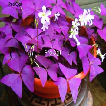 

Ngryise 50Pcs A Set purple leaf oxalis flower bulb
