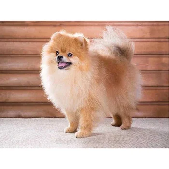 

5d DIY Diamond Painting Pomeranian pet dog picture Cross Stitch Drill diamond mosaic rhinestone diamond embroidery Decor FF1308