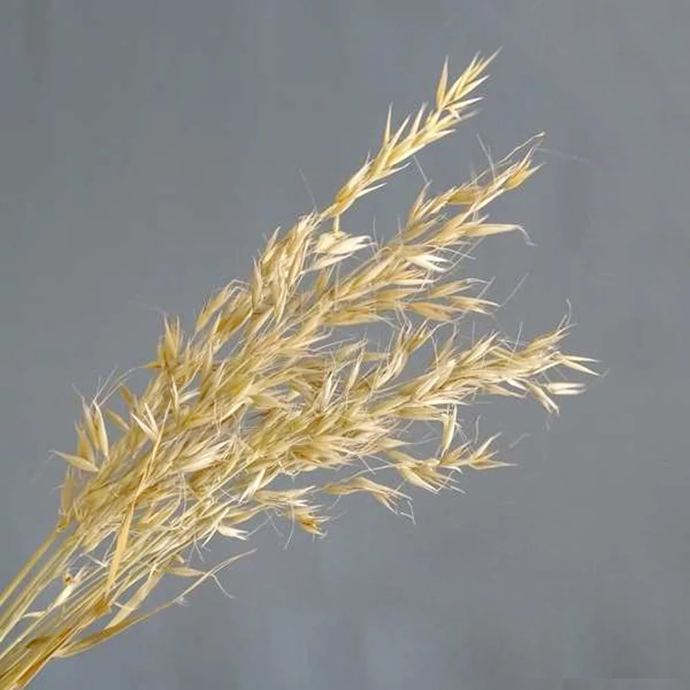 50pcs-natural-color-dried-natural-flower-bouquets-natural-dried-ear-of-oats-bouquets-oats-ear-bunches