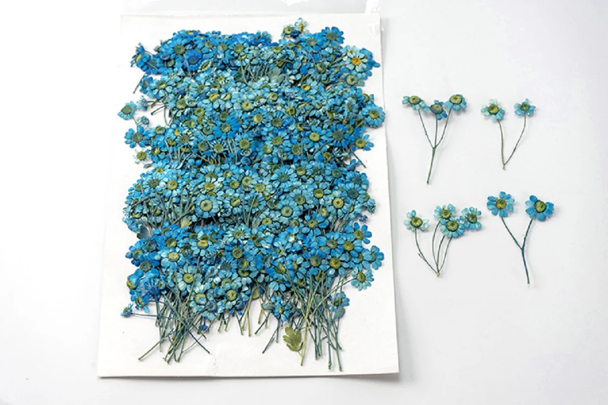 

120pcs Pressed Dried Flower Blue Chamomilla Herbarium For Epoxy Jewelry Bookmark Phone Case Makeup Nail Art Craft DIY
