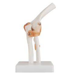 Modelo de articulación del codo (naturalmente grande), modelo de cuerpo humano, anatomía