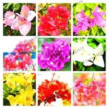 103pcs Bougainvillea Spectabilis Willd Bonsai Plant Garden Bougainvillea Plants Flower Plantas
