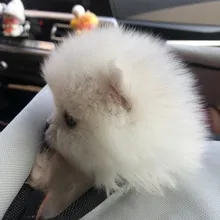 Hammock Car-Seat-Cover Transportin Travel Dog Pet-Carriers-Bag Folding Cats Dogs New-Fashion