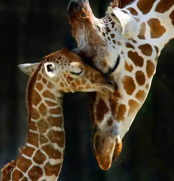 

GATYZTORY Diamond Painting Giraffes Snuggle With Each Other Full Square Drill Handicraft Art Home Decoration Gift