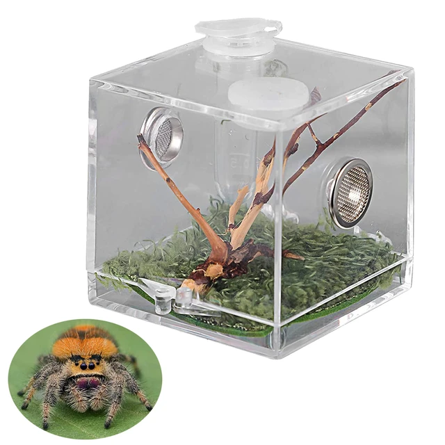 S/M/L Spider Reptile Terrarium Acrylic Reptile Breeding Box Terrarium  Accessories Insect Box For Spider