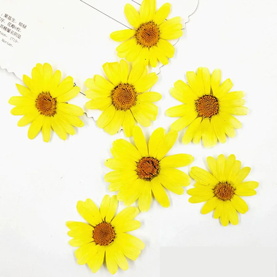 玛格丽特(HSWL)-yellow