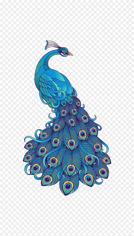 视觉艺术鸟孔雀绘画剪辑艺术手绘美丽的蓝色孔雀