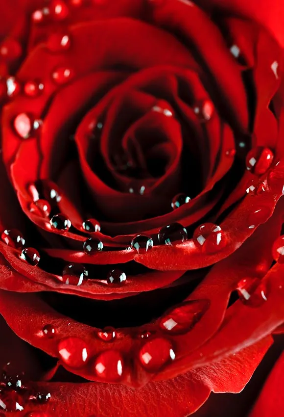 A big red rose art Photo backgrounds vinyl fabric wedding photography backdrops for photographic studio prop photophone lv-2408 |