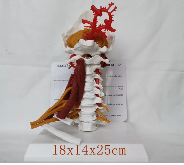 1:1 vida tamanho vértebras cervicais modelo cervical