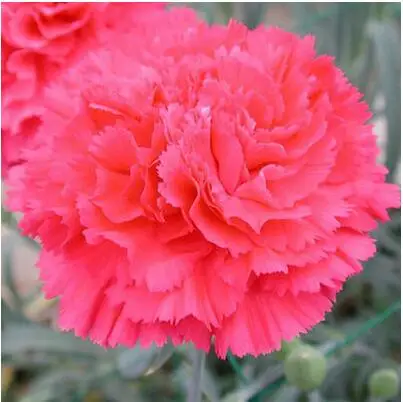 13 500 шт Dianthus caryophyllus 'Giant Chabaud Mixed' дикая Гвоздика домашний сад - Цвет: 13