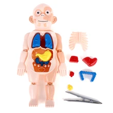 

Montessori 3d puzzle Human Body Anatomy Toy Educational Learning DIY Assembled Toys Kits Body Organ Teaching Tools for Children