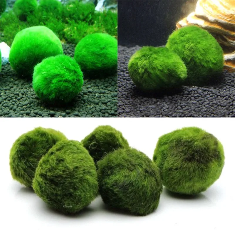 Мини аквариумные растения аквариумные рыбки креветки нано для MARIMO премиум качества моховые шарики украшение аквариума