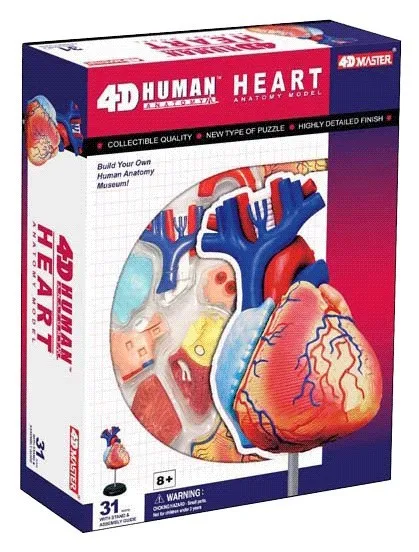 

1:1 Life-sized 20parts 4DMASTER Human Deluxe Heart Anatomy Assembly Model Biology Teaching Aid