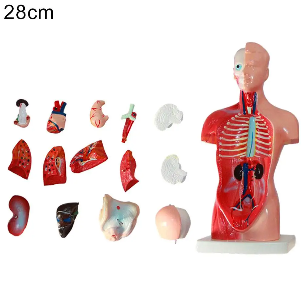 Anatômico de Torso Corporal de Órgão Interno de Anatomia Molde de Ensino de Medicina Presente de Brinquedo Educacional para Crianças Modelo Humano 28cm 8 corporal de órgão interno de anatomia, molde