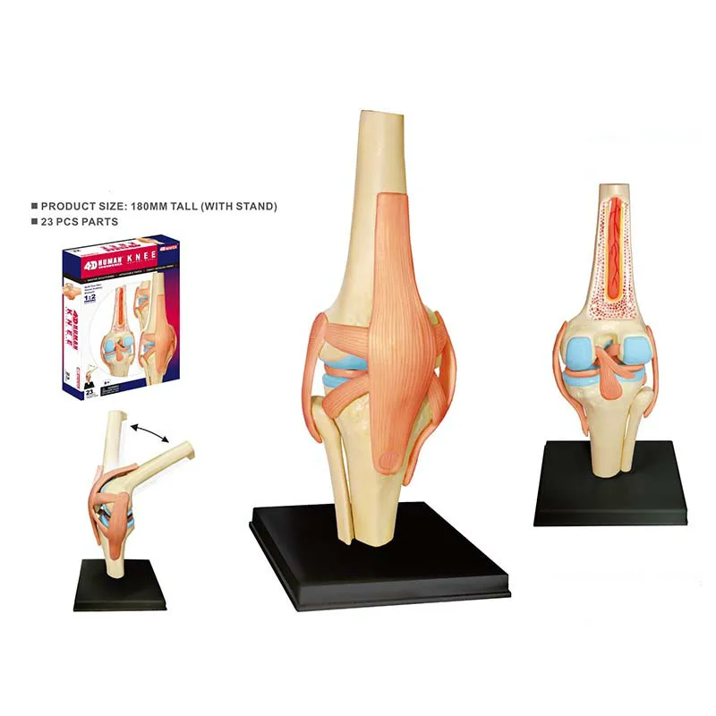 

4D Intelligence Assembling Toy Anatomical Model of Human Knee Joint Organs Medical Instruction DIY Popular Science Applia 4D