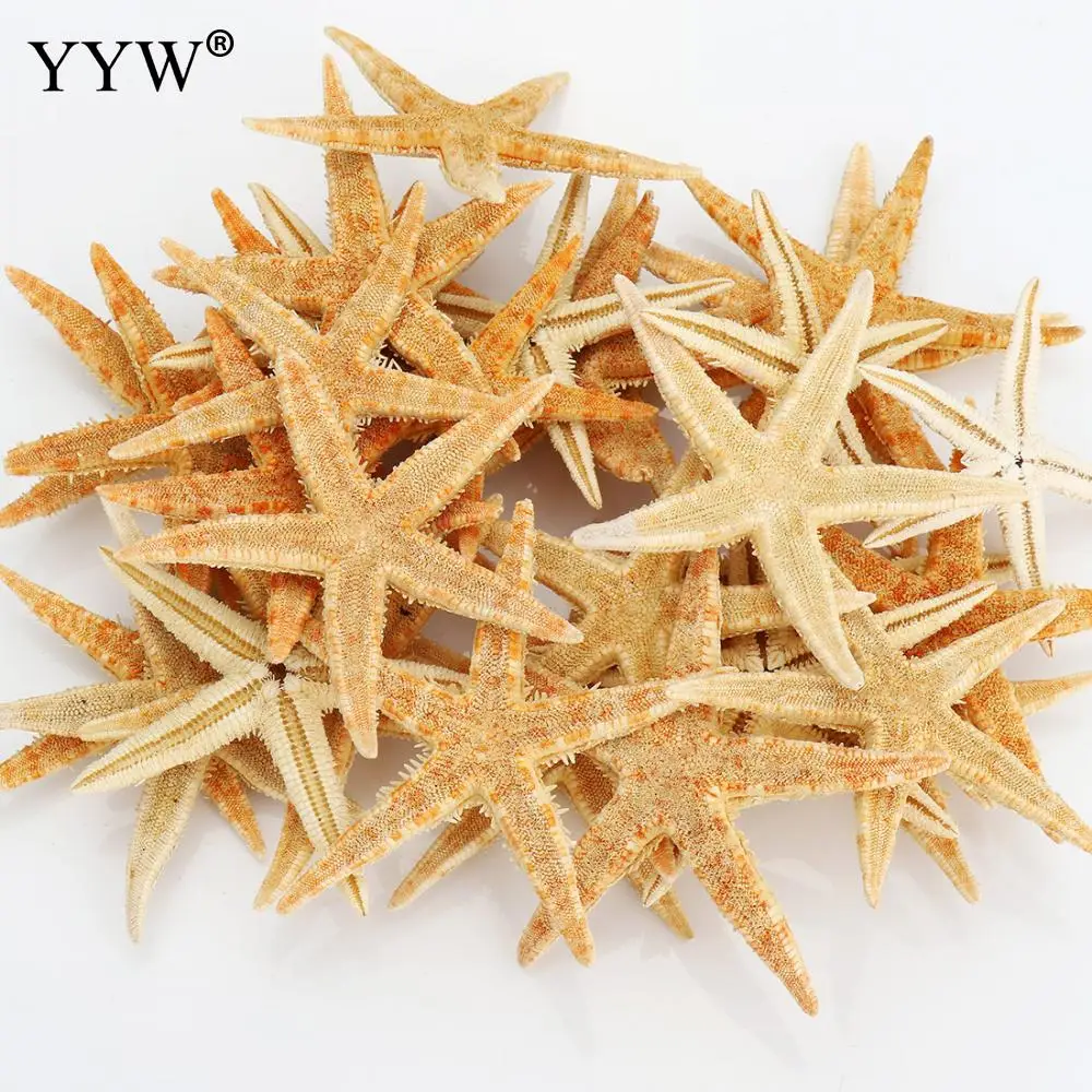 

30pc/Bag Sea Shells Starfish Yellow Schelpen Coquillage Conchas Shell For Home Decoration Babylon Nautical Marine Home Decor