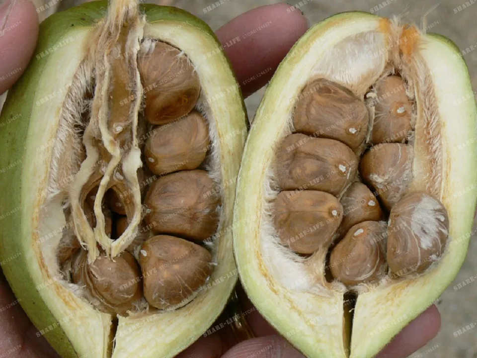 1 шт. мини Pachira Macrocarpa бонсай Гавайский сделать деньги дерево растение бонсай горшок комнатное растение бонсай