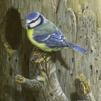 

Full Round Drill bird 5D DIY Diamond Painting Square Diamond Animal Embroidered Crystal Mosaic Gift Cross Stitch Art Home Decor