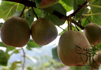 

Actinidia Deliciosa Fuzzy Kiwifruit Mangveyo Mi-Hou-Tao