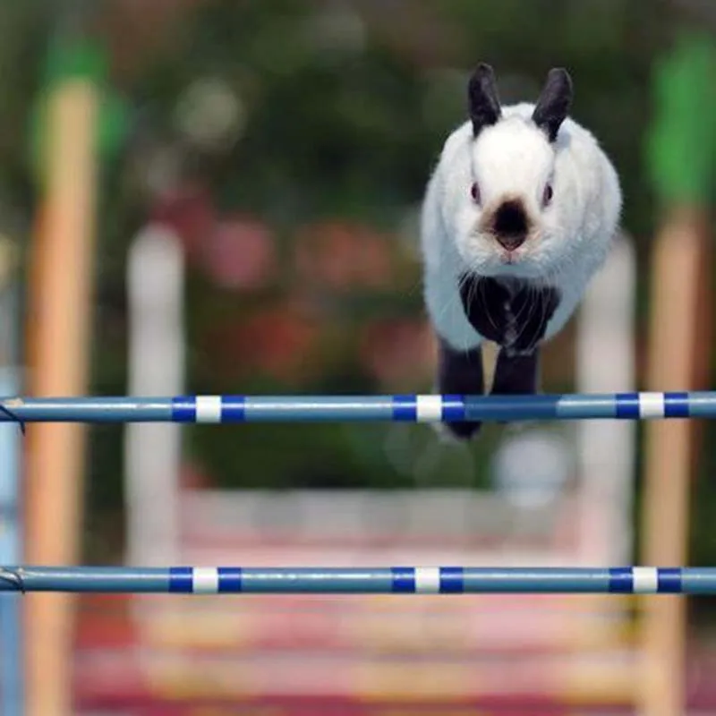 Competition grade pet rabbit obstacle high jump Hurdle Training rabbit exercise toy professional training equipment