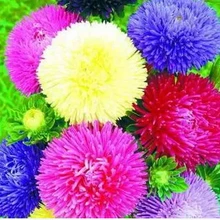 Гольф Китай Астра, Хризантема Цветочные растения,(50 шт./лот), Сад бонсай, сильная способность воспроизводить