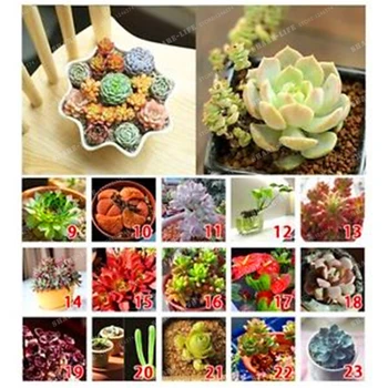

Cute Plant Flower Bath Salts Colorful Succulent Essence 100Pcs XZZ-06