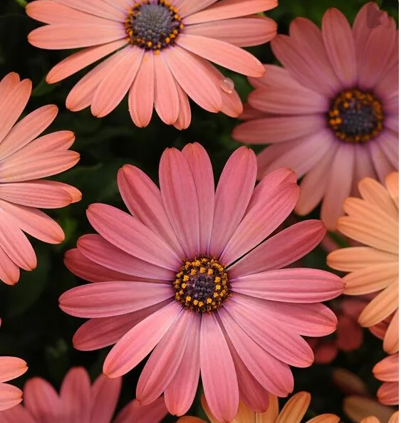 Горячая распродажа! Osteospermum бонсай цветочные горшки синяя Маргаритка цветы для