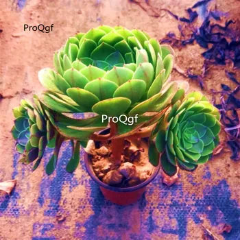 

Ngryise 1Pcs A Set Halloween Cluster succulent