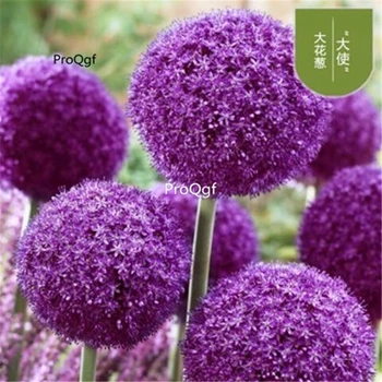 

Ngryise 5Pcs A Set Allium giganteum bulb