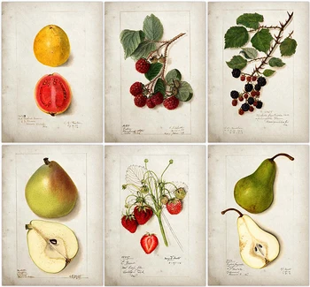 

Fruit Kitchen Poster Vintage Poster Antique Pear Apple Orange Pineapple Wall Art Decorative Picture Kraft paper
