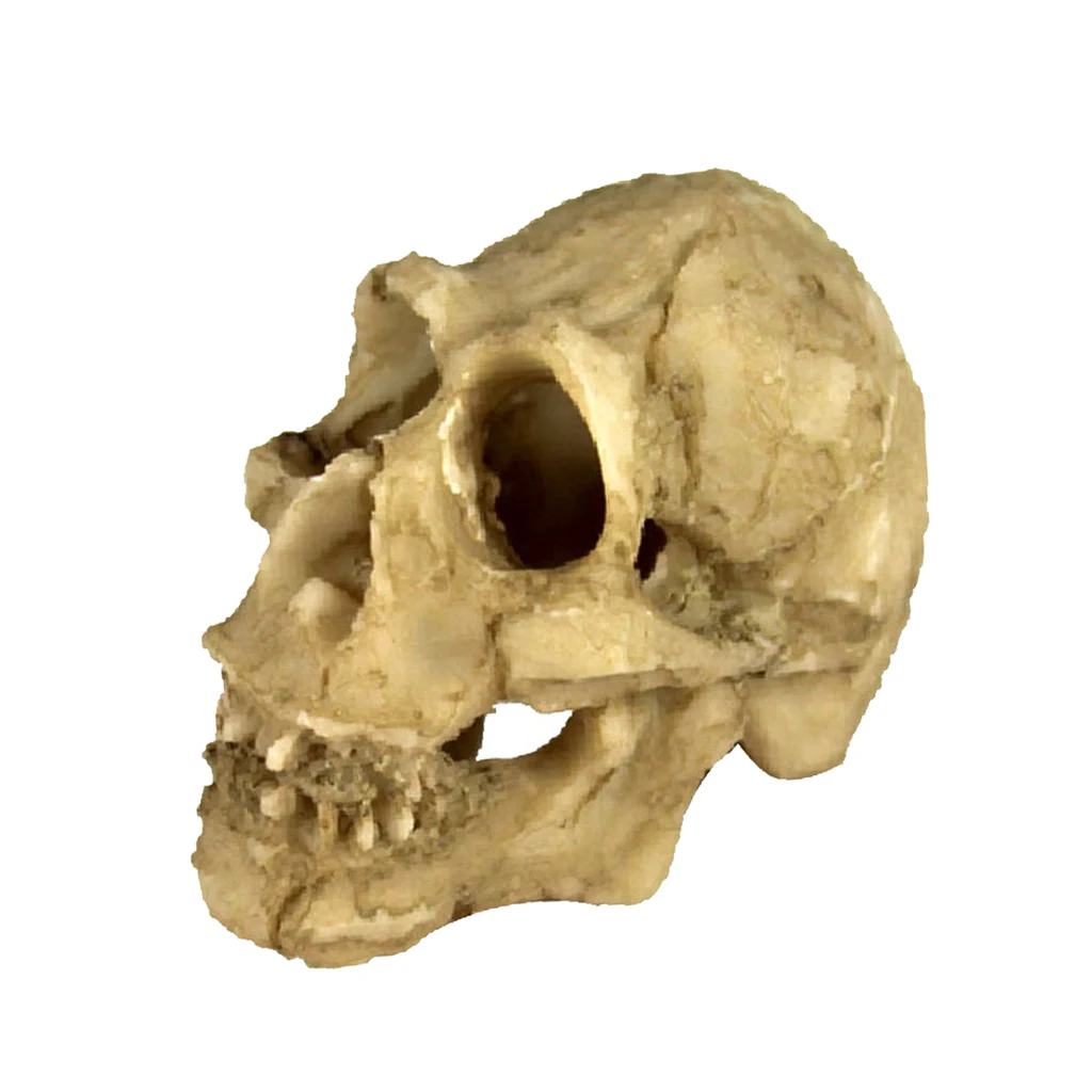 Mini Skull Head Ornament for Reptile,Snakes,Turtle,Vivarium Aquarium Decor