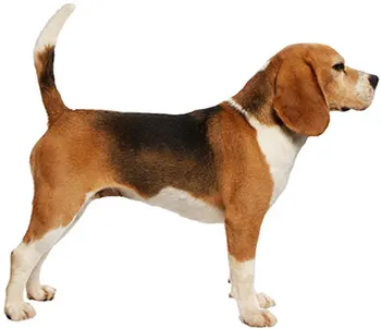 

Tuzik dinghy racing overalls Beagle dog warm