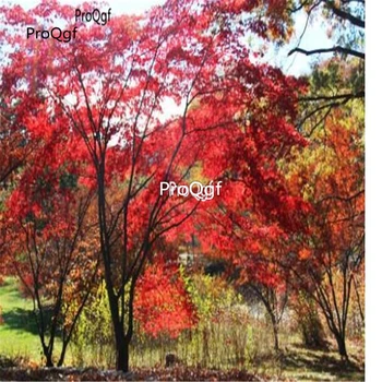 

Ngryise 1000Pcs Acer palmatum