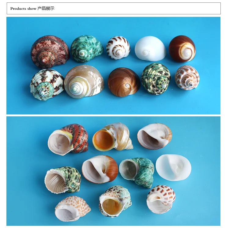 Spiral Shell Fish Tank Shellfish Hermit Crabs Tank Decoration Natural Shell Conch Decoration Crafts Micro-landscape Specimens