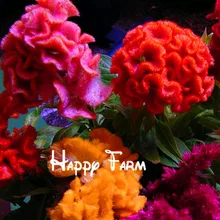 Цветочный бонсай Celosia волк, петушиный гребешок цветок flores, с рисунком из игры «растения plantasling цветы для дома и сада, 200 шт./пакет