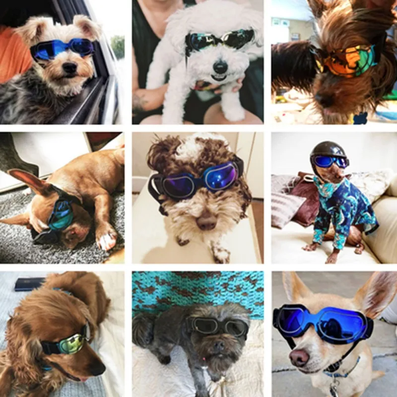 Stylish Sunglasses for Dogs