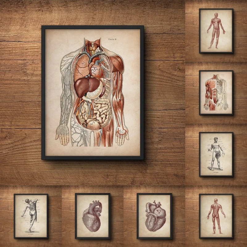 Anatomia Humana - Vintage