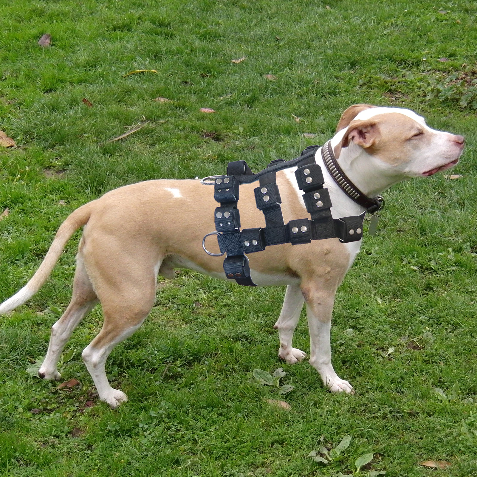 【5％OFF】 特別価格8lbs Black Genuine Leather Weighted Pulling Dog Harness for Exercise and Tr好評販売中