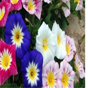 

Ngryise 3000pcs Convolvulus tricolor