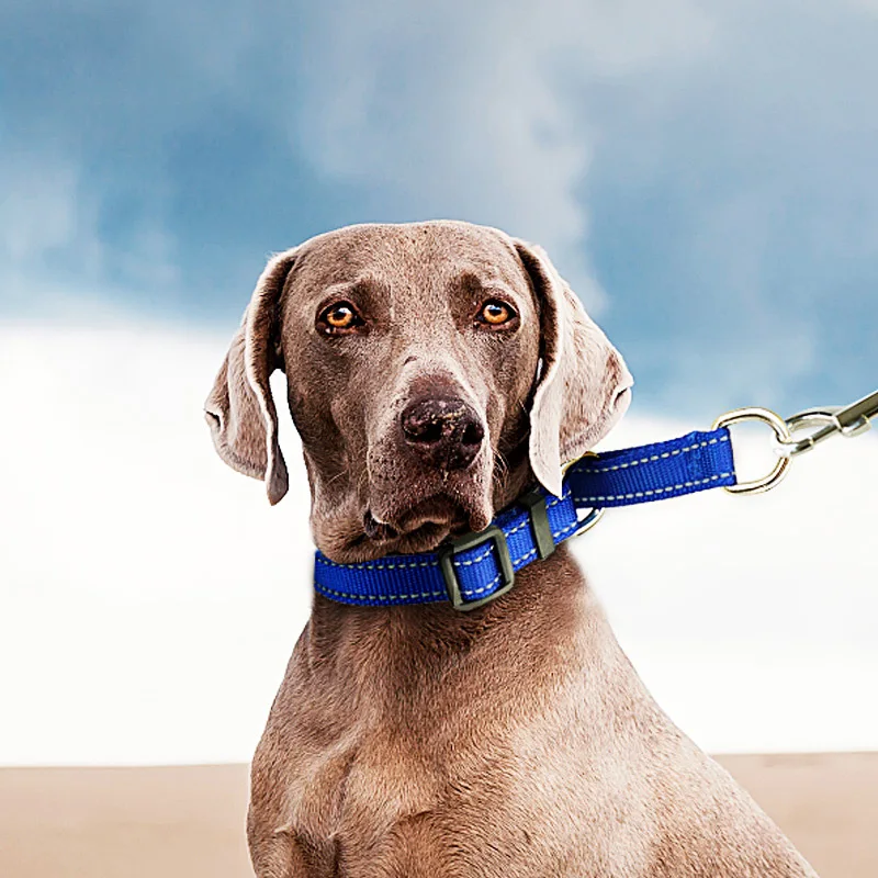 

Royalbaby ka Proof Punch Pet Training Neck Ring Pet Dog Collar Medium Large Dog Training Dog Collar