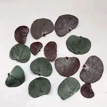 

100PCS Dried Natural Fresh Preserved Eucalyptus leaf,Real Eternelle Leaves For Scrapbooking,Wedding Decoration,Home Decor